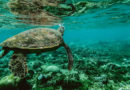 Giant tortoise who helped save species retires in Galapagos Islands